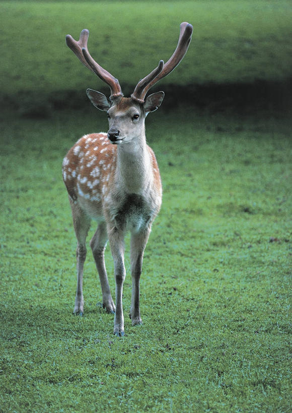 无人,站,竖图,室外,特写,白天,哺乳动物,鹿,野生动物,图像,草,动物,生物,可爱,摄影,活泼,生物学,主题,偶蹄目,构图,梅花鹿,彩图,时空,动物学,脊椎动物亚门