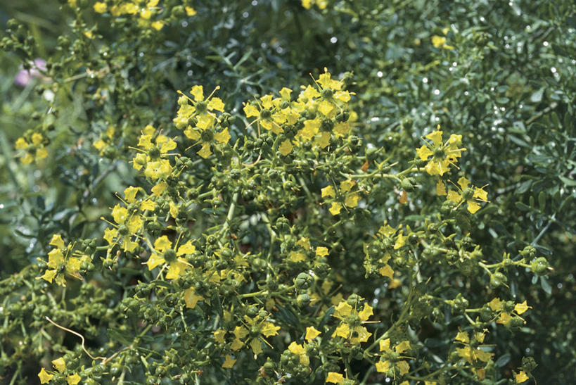 无人,横图,室外,特写,白天,植物,叶子,花蕾,黄色,自然,摄影,生长,芸香科,彩图