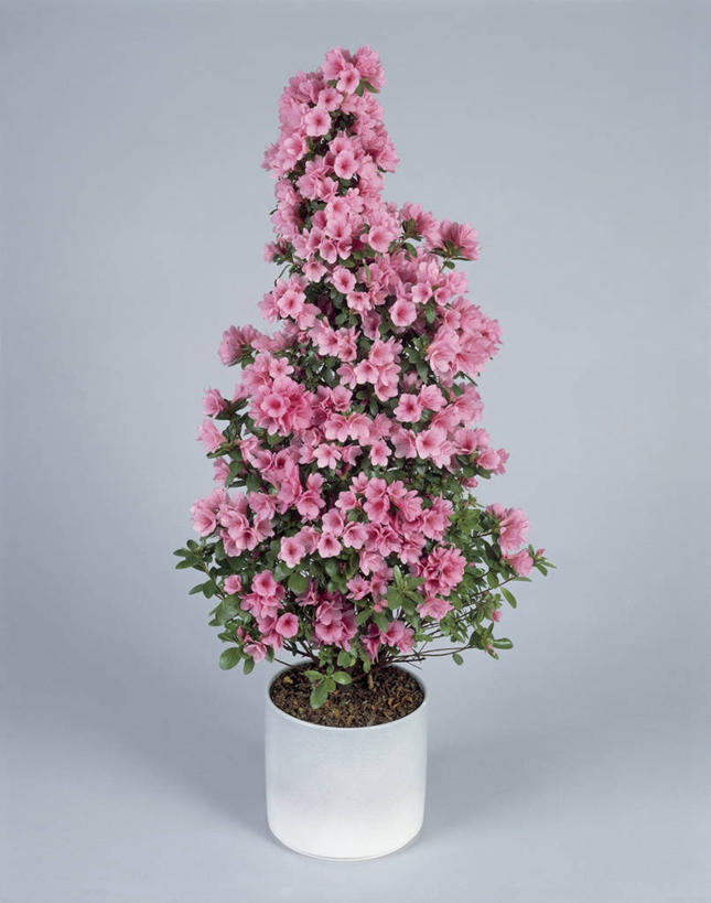 无人,竖图,室内,特写,植物,杜鹃花,叶子,盛开,花蕾,花,花瓣,花朵,鲜花,一朵,一个,粉色,花苞,花蕊,摄影,生长,单个,石南花,彩图,影棚拍摄