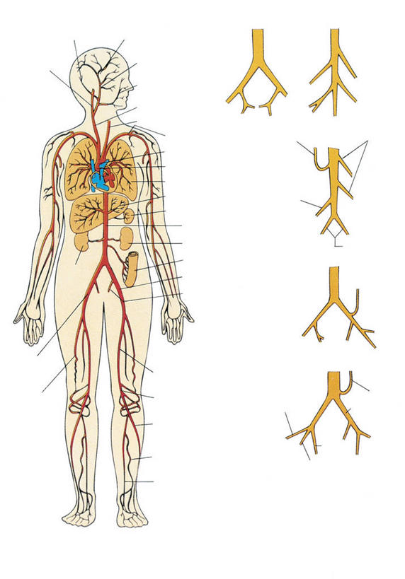 血管,无人,竖图,插画,白色背景,数码,科技,阴影,科学,网络,高光,几何,计算机图形,合成,图画,画,白色,人体,摄影,电脑合成图,数码合成图,生物学,心血管系统,合成图,漫画,生理学,写实,具体,具象,淋巴系统,人体结构,彩图
