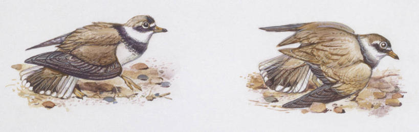 无人,横图,全景,插画,室外,白色背景,数码,科技,野生动物,阴影,科学,网络,高光,几何,计算机图形,合成,图画,画,白色,自然,动物,两只,环境,电脑合成图,数码合成图,生物学,合成图,漫画,写实,具体,具象,鸻,彩图,动物学