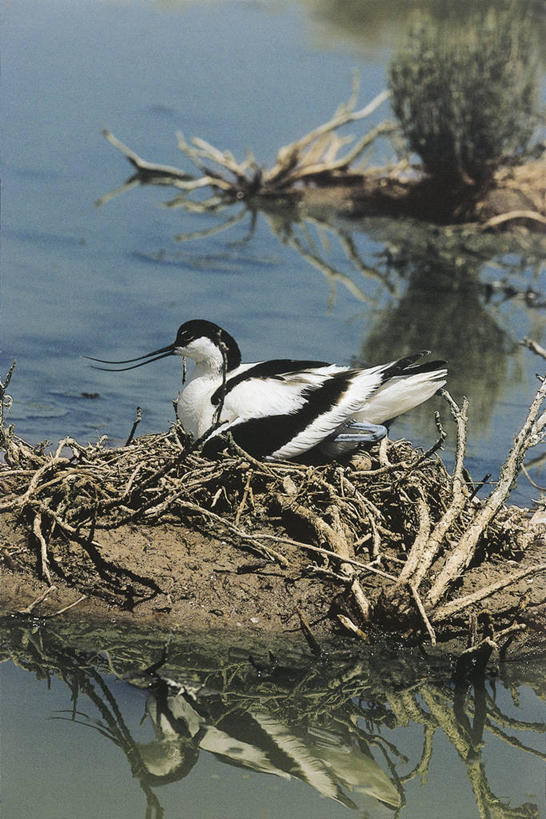 无人,坐,竖图,室外,白天,水,野生动物,反射,科学,反嘴鹬,鸟类,鸟巢,沙子,枝,自然,动物,思考,摄影,环境,生物学,喙,嫩枝,彩图,动物学