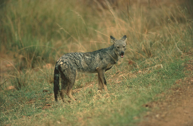 无人,站,横图,室外,白天,旅游,度假,美景,哺乳动物,野生动物,科学,景观,娱乐,草,灰色,自然,动物,打开,享受,休闲,景色,放松,摄影,环境,生物学,开启,威胁,自然风光,野狗,豺,金毛豺,机敏,危险,彩图,动物学