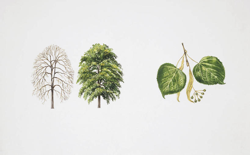 无人,横图,插画,白色背景,数码,科技,植物,叶子,阴影,科学,网络,高光,几何,计算机图形,合成,图画,画,树,三个,白色,自然,环境,电脑合成图,数码合成图,生物学,孢子,合成图,漫画,写实,具体,具象,彩图