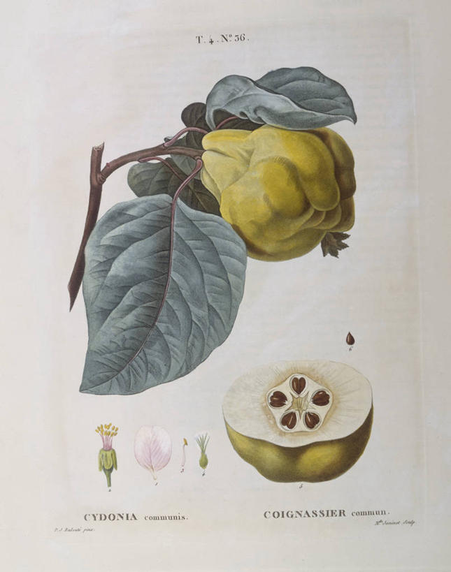 无人,竖图,白色背景,植物,水果,叶子,科学,食品,枝,花,白色,自然,摄影,环境,生物学,温柏,嫩枝,彩图