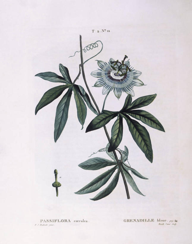 无人,竖图,白色背景,植物,水果,叶子,新鲜,科学,生食,食品,果实,枝,花,食物,白色,自然,百香果,西番莲,摄影,有机食品,绿色食品,环境,生物学,鸡蛋果,受难果,巴西果,嫩枝,彩图