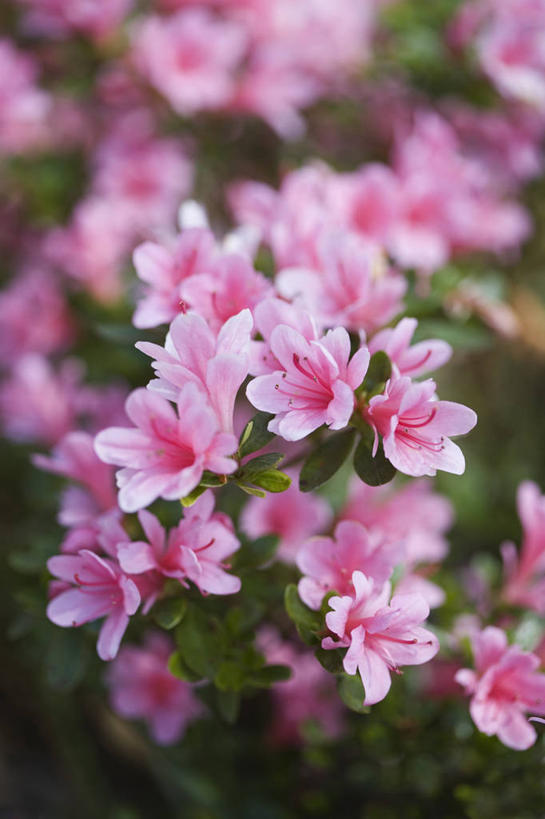 无人,竖图,室外,特写,白天,美景,植物,杜鹃花,景观,杜鹃,花,花瓣,粉色,自然,春天,景色,摄影,灌木,喜悦,环境,克制,清新,自然风光,红杜鹃,满山红,清明花,清时,山踯躅,红踯躅,节制,欣喜,山石榴,映山红,彩图