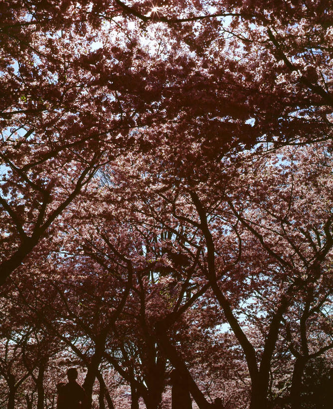 一个人,竖图,室外,白天,美景,树林,叶子,美国,朦胧,模糊,景观,枝,首都,树,风景,自然,景色,摄影,自然风光,剪影,华盛顿特区,彩图