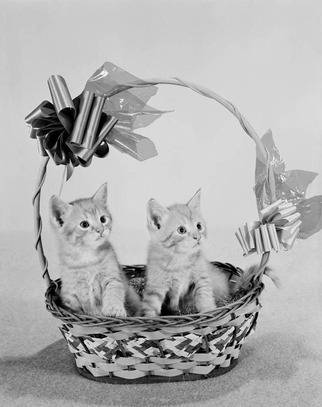 无人,坐,竖图,黑白,特写,宠物,猫,礼物,装饰,篮子,小猫,动物,两只,家畜,摄影,惊奇,肖像,影棚拍摄