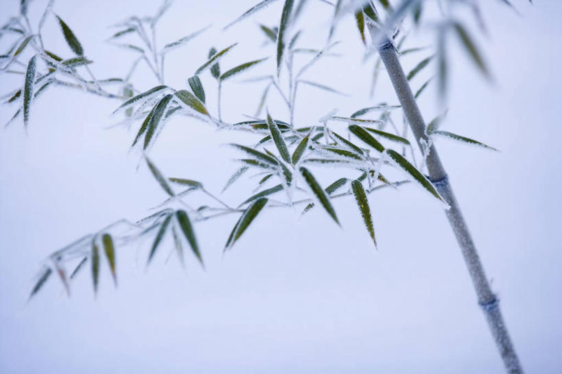 无人,横图,室外,特写,白天,正面,纯洁,美景,竹子,吊挂,悬挂,阴影,朦胧,模糊,清澈,光线,影子,景观,挂,霜,阳光,自然,景色,寒冷,冰冷,高雅,自然风光,奉献,严寒,质朴,正直,冰凉,酷寒,凛冽,凛凛,极冷,担当,清亮,竹,彩图,奋进,操守,四君子,岁寒三友,性坚,虚怀,虚心,善群,卓尔