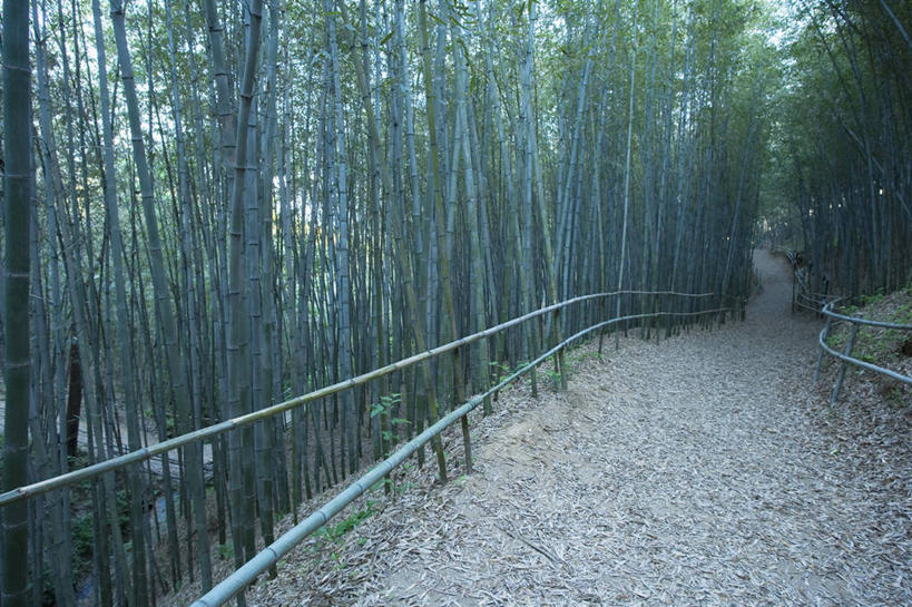 无人,栏杆,横图,室外,白天,正面,纯洁,美景,雾,道路,路,竹子,朦胧,模糊,景观,竹林,围栏,小路,交通,护栏,自然,景色,迷雾,高雅,自然风光,奉献,质朴,正直,担当,大雾,竹,彩图,奋进,操守,四君子,岁寒三友,性坚,虚怀,虚心,善群,卓尔