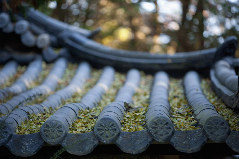 无人,横图,室外,特写,白天,正面,森林,树林,植物,建筑,叶子,韩国,亚洲,朦胧,模糊,瓦片,屋顶,枯叶,落叶,顶棚,瓦,树,树木,绿色,自然,建造,生长,成长,东亚,屋瓦,大韩民国,叶,叶片,彩图