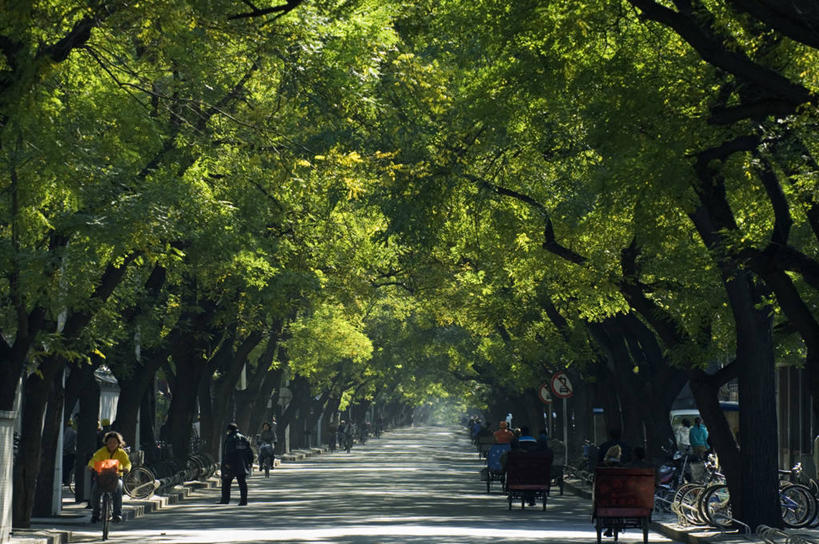 成年人,横图,室外,白天,胡同,自行车,叶子,北京,日光,中国,亚洲,首都,车,脚踏车,树,骑,绿色,社区,交通工具,骑车,摄影,载具,东亚,彩图,美人