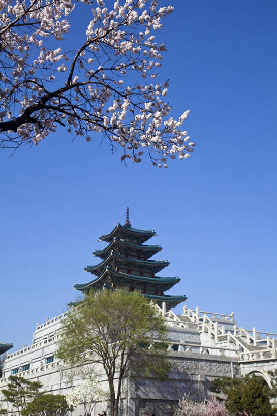 无人,博物馆,宫殿,竖图,室外,白天,旅游,城市,樱花,景福宫,首尔,韩国,亚洲,首都,历史,花朵,地标建筑,春天,摄影,东亚,朝鲜半岛,彩图,旅行,民间音乐