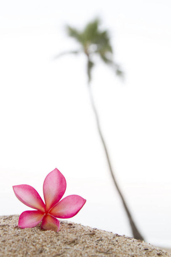 无人,竖图,室外,特写,白天,棕榈树,美国,盛开,沙子,花蕾,赤素馨花,花,花瓣,花朵,鲜花,一朵,粉色,花苞,花蕊,摄影,宁静,热带气候,简单,夏威夷群岛,太平洋岛屿,海滩,彩图