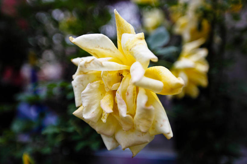 无人,横图,室外,特写,白天,美国,茎,花,花瓣,黄色,摄影,生长,脆弱,清新,德克萨斯,达拉斯市,彩图,掉色