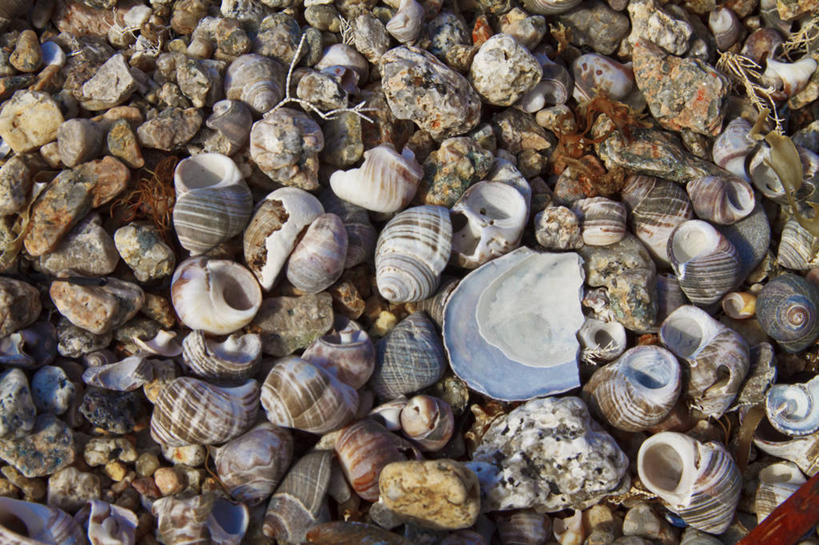 无人,横图,室外,特写,白天,贝壳,加拿大,许多,丰富,小的,很多,摄影,多样,新斯科舍,滨螺,海滩,彩图,全画面,全框架,全帧,全画幅