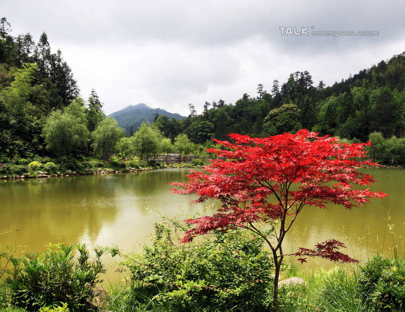 无人,家,横图,室外,白天,仰视,旅游,度假,河流,石头,美景,山,树林,水,植物,叶子,井冈山,中国,亚洲,许多,阴影,古老,光线,石子,影子,房屋,屋子,河水,景观,山峰,水流,枫叶,枯叶,落叶,山峦,娱乐,江西,楼房,住宅,树,树木,黄色,红色,蓝色,绿色,蓝天,天空,阳光,自然,天,享受,休闲,景色,放松,生长,晴朗,成长,枫树叶,自然风光,东亚,江西省,万里无云,中华人民共和国,华东地区,赣,革命,吉安,吉安市,革命根据地,叶,叶片,石块,岩石,晴空,晴空万里,彩图,低角度拍摄,房子,bjzqp1