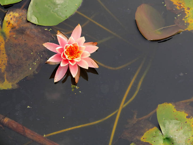 无人,公园,横图,俯视,室外,特写,白天,纯洁,美景,莲花,叶子,上海,中国,亚洲,盛开,池塘,景观,水池,荷叶,花蕾,浦东,花,花瓣,花朵,鲜花,一朵,粉色,自然,花苞,花蕊,景色,申,富贵,神圣,自然风光,浦东新区,东亚,纯净,上海市,中华人民共和国,沪,华东地区,莲叶,六月花神,正直,鞭蕖,鞭蓉,芙蕖,菡萏,荷花,六月春,藕花,水旦,水芙蓉,水华,水芸,溪客,叶,叶片,彩图,高角度拍摄,shslj1,后滩公园,上海世博后滩湿地公园