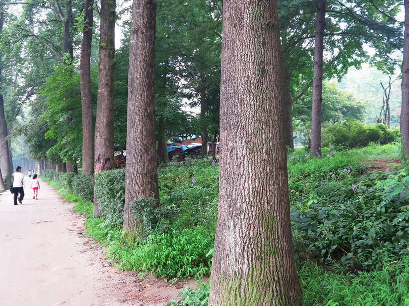 东方人,儿童,四个人,走,横图,室外,白天,旅游,度假,纯洁,草地,草坪,花海,花圃,美景,森林,树林,植物,道路,路,叶子,春川,南怡岛,韩国,亚洲,一排,行人,游客,游人,服装,整齐,盛开,景观,小路,树桩,交通,花蕾,休闲装,黄种人,娱乐,路人,旅客,草,花,花瓣,花朵,花卉,鲜花,树,树干,树木,排列,小孩,背面,衣服,粉色,绿色,自然,花丛,花束,花田,花苞,花蕊,享受,休闲,休闲服,木桩,景色,放松,可爱,童年,童趣,服饰,生长,成长,队列,自然风光,童真,东亚,烂漫,无邪,大韩民国,江原道,春川市,过客,天真,男人,男性,年轻男性,年轻女性,女孩,女人,女性,亚洲人,孩子,步行,散步,走路,彩图,全身,道,女生,shslj1