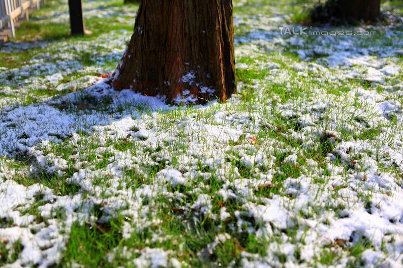 无人,横图,俯视,室外,特写,白天,草地,草坪,美景,雪,植物,大雪,阴影,光线,影子,积雪,景观,雪景,冬季,冬天,树桩,草,树,树干,绿色,阳光,自然,木桩,景色,寒冷,自然风光,严寒,彩图,高角度拍摄,shwf1