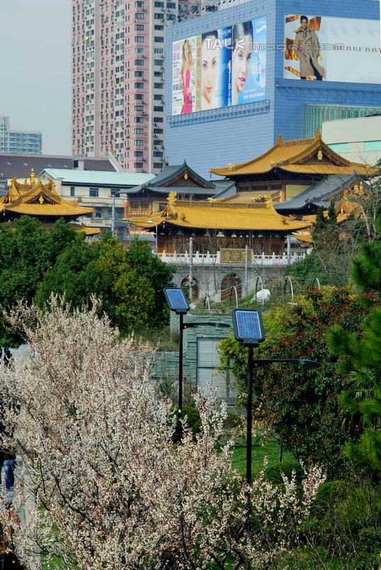 无人,高楼大厦,寺庙,竖图,室外,白天,正面,度假,美景,植物,城市风光,标志建筑,城市,大厦,地标,建筑,摩天大楼,上海,中国,亚洲,阴影,节日,盛开,光线,影子,景观,燃烧,花蕾,文化,娱乐,建设,花,花瓣,花朵,鲜花,树,树木,南京西路,蓝色,绿色,蓝天,天空,阳光,自然,香火,庙宇,天,花苞,花蕊,祈祷,享受,休闲,健康,景色,放松,许愿,宗教,信仰,生长,晴朗,成长,纪念,静安寺,祈求,申,东亚,静安区,上海市,万里无云,中华人民共和国,沪,华东地区,平安,晴空,晴空万里,彩图,大楼,高层建筑,高楼,庙,摩天楼,寺,静安古寺,shzxz1