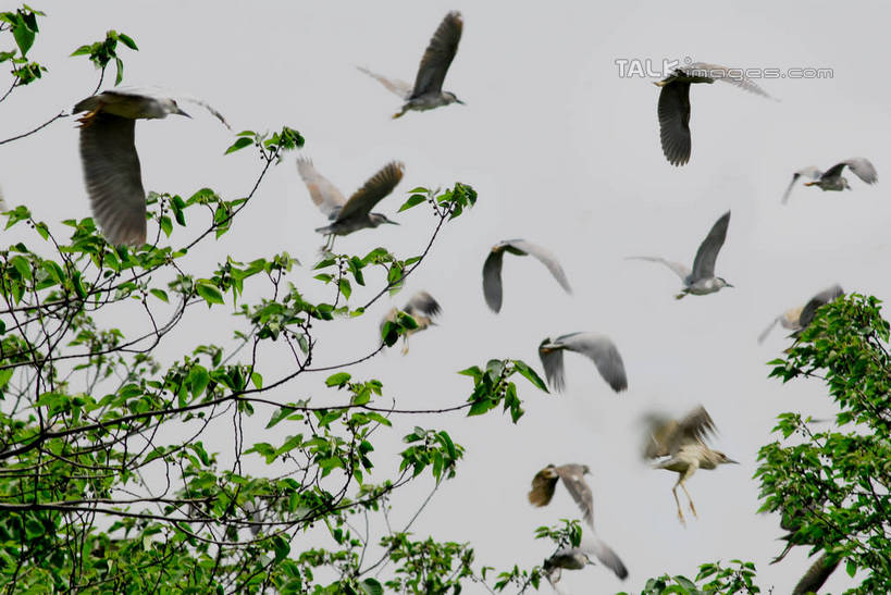 无人,横图,室外,白天,仰视,旅游,度假,美景,植物,白鹭,鸟,上海,中国,亚洲,许多,飞翔,伸展,张开,展翅,阴影,飞行,光线,翅膀,鸟类,影子,景观,很多,翱翔,注视,娱乐,飞,树,树木,蓝色,绿色,蓝天,天空,阳光,自然,天,观察,看,享受,休闲,景色,放松,生长,晴朗,成长,观看,申,察看,关注,自然风光,杨浦区,东亚,张开翅膀,上海市,新江湾城,万里无云,中华人民共和国,沪,华东地区,白鹭鸶,雪客,展开翅膀,晴空,晴空万里,鹭鸶,彩图,低角度拍摄,全身,shzxz1