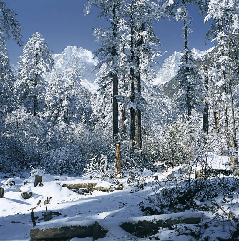 竖图,彩色,室外,特写,白天,旅游,度假,名胜古迹,山,树林,雪,标志建筑,地标,建筑,松树,中国,亚洲,遗迹,景观,雪景,古迹,文物,娱乐,建设,古建筑,自然,享受,休闲,旅游胜地,放松,竖,摄影,矗立,近景,雾凇,耸立,古文明,东亚,四川,中华人民共和国,挺立,旅行,海螺沟,bj174