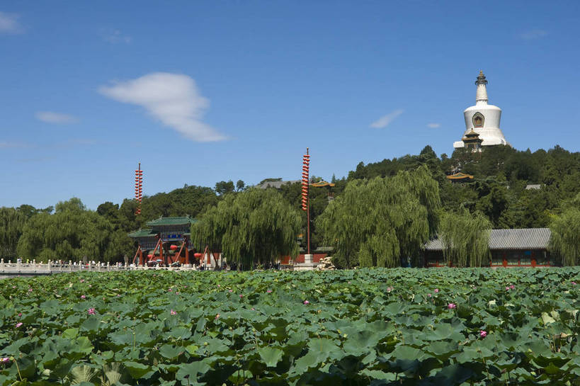 无人,摄影师,横图,彩色,室外,白天,旅游,名胜古迹,建筑,北海公园,北京,中国,亚洲,古老,古迹,历史,文化,文物,白塔,遗址,树木,名胜,风景,蓝天,阳光,荷塘,晴天,文明,摄像师,气势,幽静,荷花,bj174