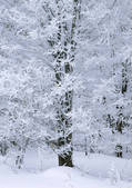 tkf001_111432