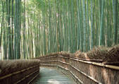tkf001_113906