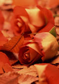 tkf001_134392