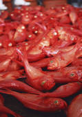 tkf001_139660