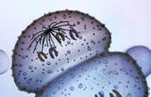 tkf001_216968