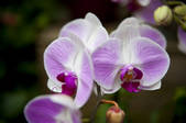 tkf001_322027