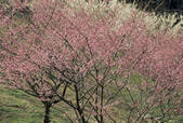 tkf001_788702