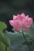 tkf001_790379