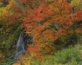 tkf001_790969