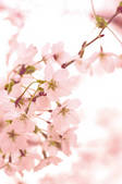 tkf001_797089