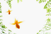 tkf001_797836