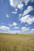 tkf001_798054