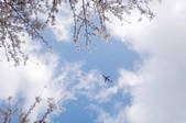 tkf001_801172