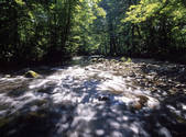 tkf001_805408