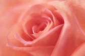 tkf001_808950