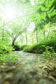 tkf001_810091