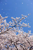 tkf001_810129