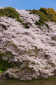 tkf001_810130