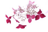 tkf001_816104