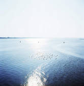 tkf001_817438
