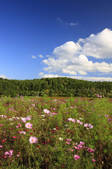 tkf001_817684